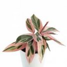 Live Plants Indoor Plants House Plants 4Pcs Live Calathea Triostar "Calathea Stromanthe"