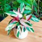 Live Plants Indoor Plants House Plants 4Pcs Live Calathea Triostar "Calathea Stromanthe"