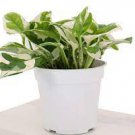 N’Joy Live Plants Indoor Plants House Plants 2Pcs Live Plants Live Pothos