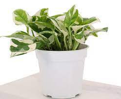 N&acirc;��Joy Live Plants Indoor Plants House Plants 2Pcs Live Plants Live Pothos