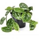 Pictus Exotica Exotica Silver Satin Pothos Live Plants 2pcs Live Scindapsus