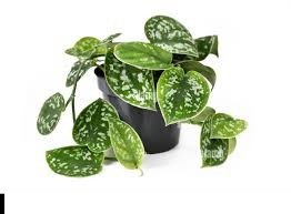 Pictus Exotica Exotica Silver Satin Pothos Live Plants 2pcs Live Scindapsus