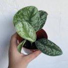 Silver Satin Pothos Live Plants 4pcs Live Scindapsus Pictus Exotica Exotica