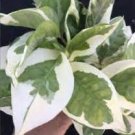 Live Plants Indoor Outdoor 2Pcs Live Pothos N’Joy