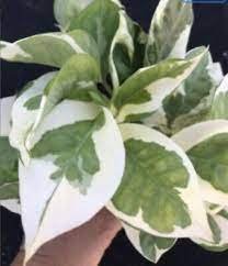 Live Plants Indoor Outdoor 2Pcs Live Pothos N&acirc;��Joy