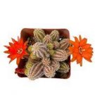 Rare Blood Orange Peanut Cactus Live Plants 2pcs Live Plants Indoor Outdoor Live Very