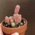 Cactus Live Plants 4pcs Rare Blood Orange Peanut Live Plants Indoor Outdoor Live Very