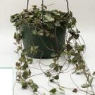 Ceropegia Woodii Live Plants 2pcs Live String of Hearts "Long String"