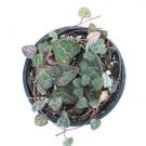 4pcs Live String of Hearts "Long String" Ceropegia Woodii Live Plants