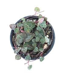 4pcs Live String of Hearts "Long String" Ceropegia Woodii Live Plants