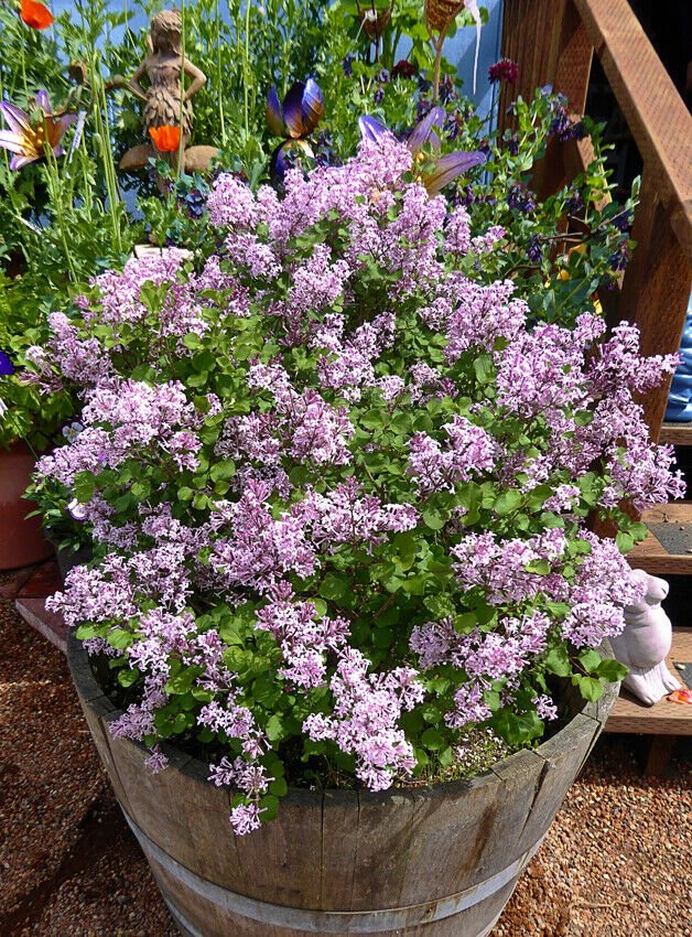 1pcs Palibin Dwarf Korean Lilac Syringa Seyeri Live Plants