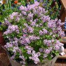 1pcs Palibin Dwarf Korean Lilac Syringa Seyeri Live Plants