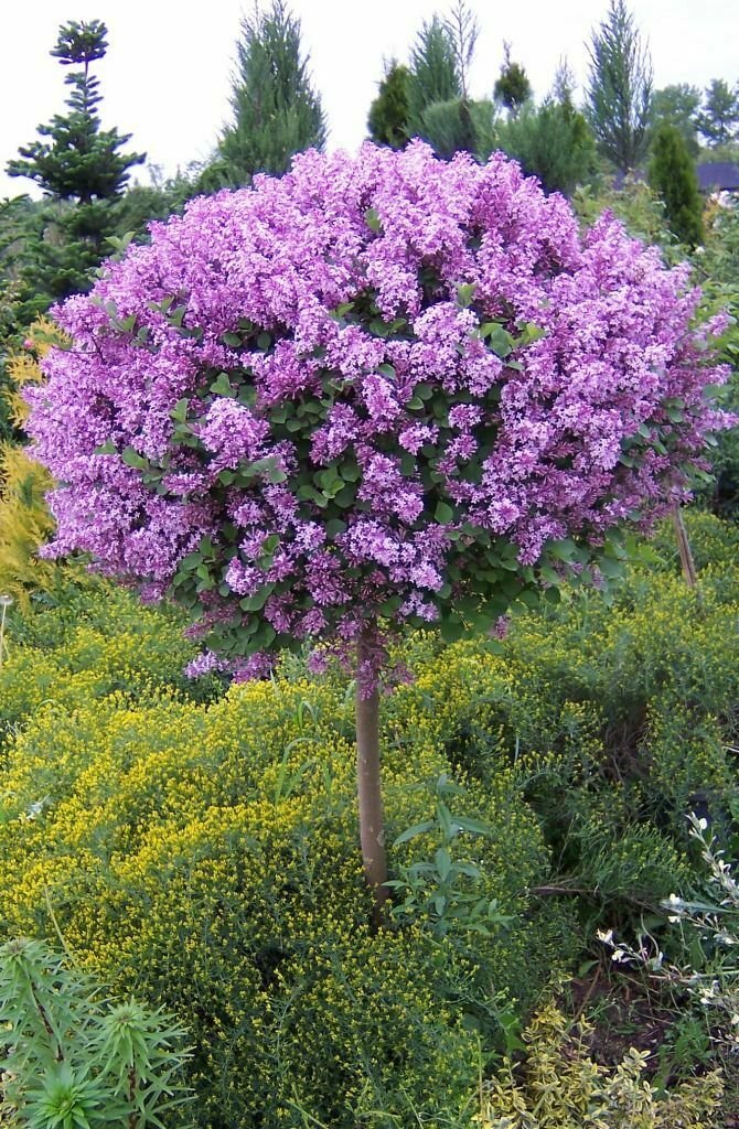 Korean Lilac Syringa Seyeri Live Plants 2pcs Palibin Dwarf