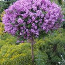 Korean Lilac Syringa Seyeri Live Plants 2pcs Palibin Dwarf