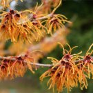 Set Of 2 Witcchazel Hamamelis Vernalis Starter Live Plants