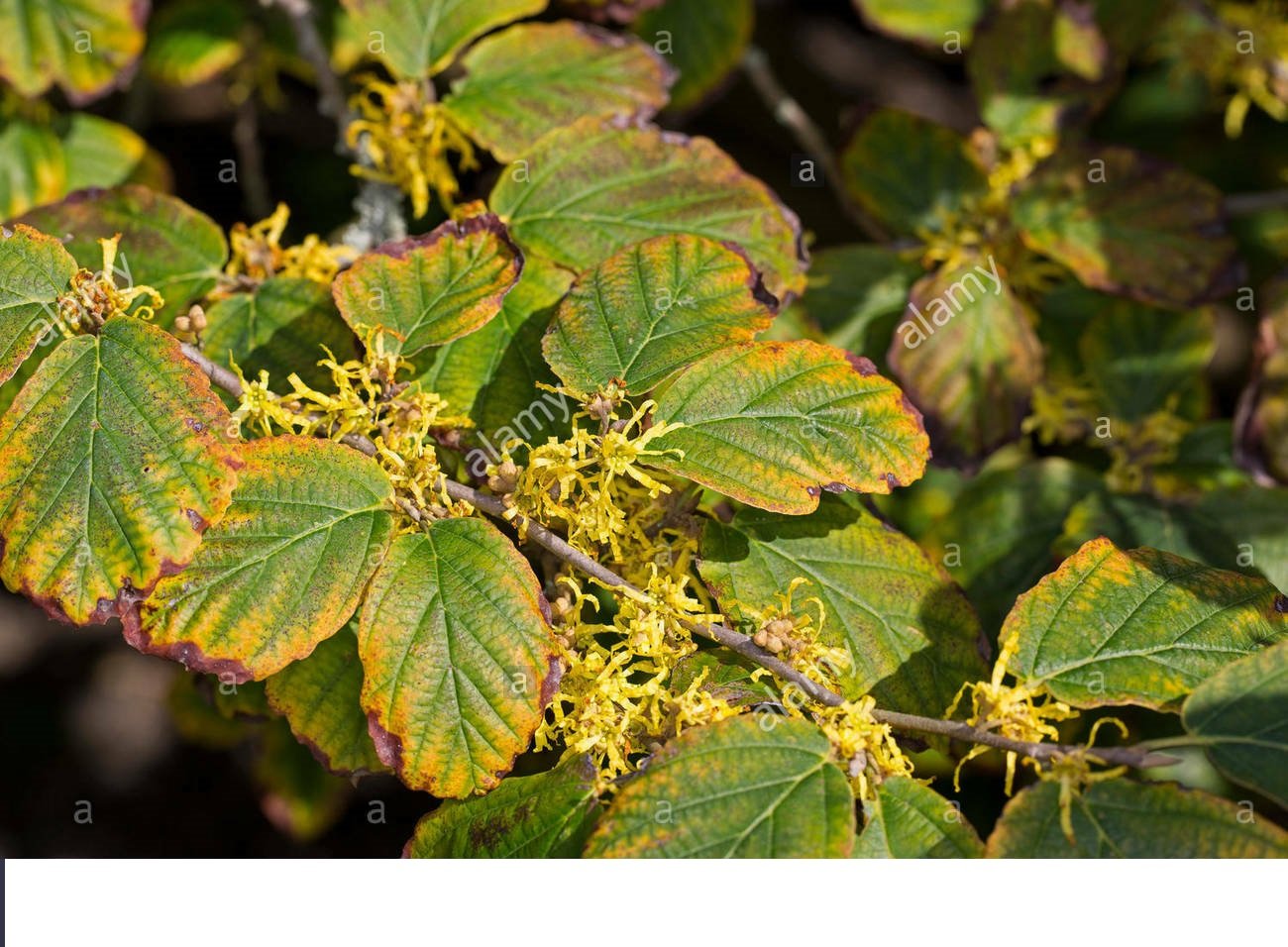 Hamamelis Vernalis Starter Live Plants Set Of 4 Witcchazel