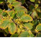Hamamelis Vernalis Starter Live Plants Set Of 4 Witcchazel