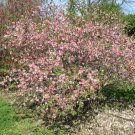 1pcs Toyo Nishiki Flowering Quince Live Plant Starter