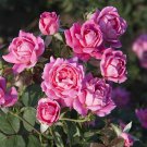 1 Live Plant Pink Double Knockout 'Radtkopink' Shrub Rose Live Plant Bare Root