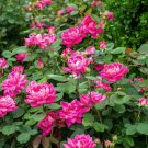 Knockout 'Radtkopink' Shrub Rose Live Plant Bare Root 2 Live Plant Pink Double