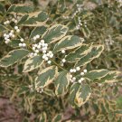 1pcs Duet Variegated Beautyberry Callicarpa dichotoma Duet Live Plant