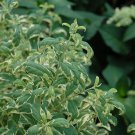 Beautyberry Callicarpa dichotoma Duet Live Plant 4pcs Duet Variegated