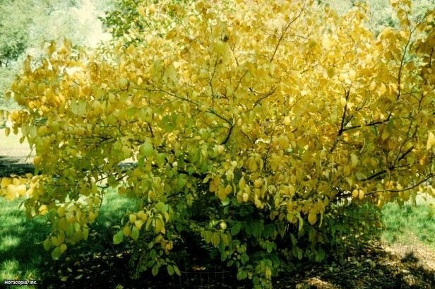 2pcs Spicebush 'Lindera Benzoin Live Plant For Garden