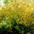 2pcs Spicebush 'Lindera Benzoin Live Plant For Garden