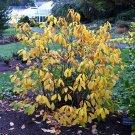 Live Plant For Garden 4pcs Spicebush 'Lindera Benzoin