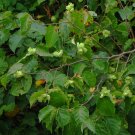 1pcs Live Plant For Garden American Elm 'Ulmus Americana' Tree