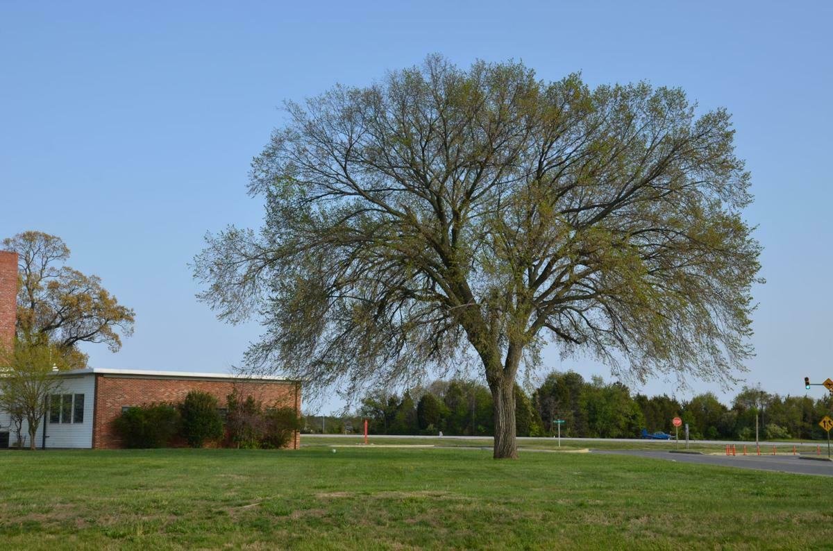 American Elm 'Ulmus Americana' Tree 4pcs Live Plant For Garden