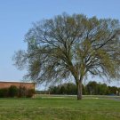 American Elm 'Ulmus Americana' Tree 4pcs Live Plant For Garden