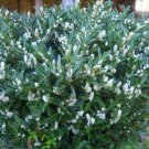 1pcs Sherry Laurel Prunus laurocerasus Otto Luyken Live Plant For Garden