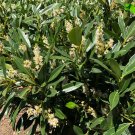 Prunus laurocerasus Otto Luyken Live Plant For Garden 2pcs Sherry Laurel