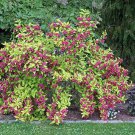 1 Live Plant For Garden Rubidor Weiela SHRUB