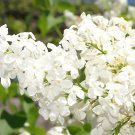 2pcs White Flower Betsy Ross White Lilac Bush Syringa