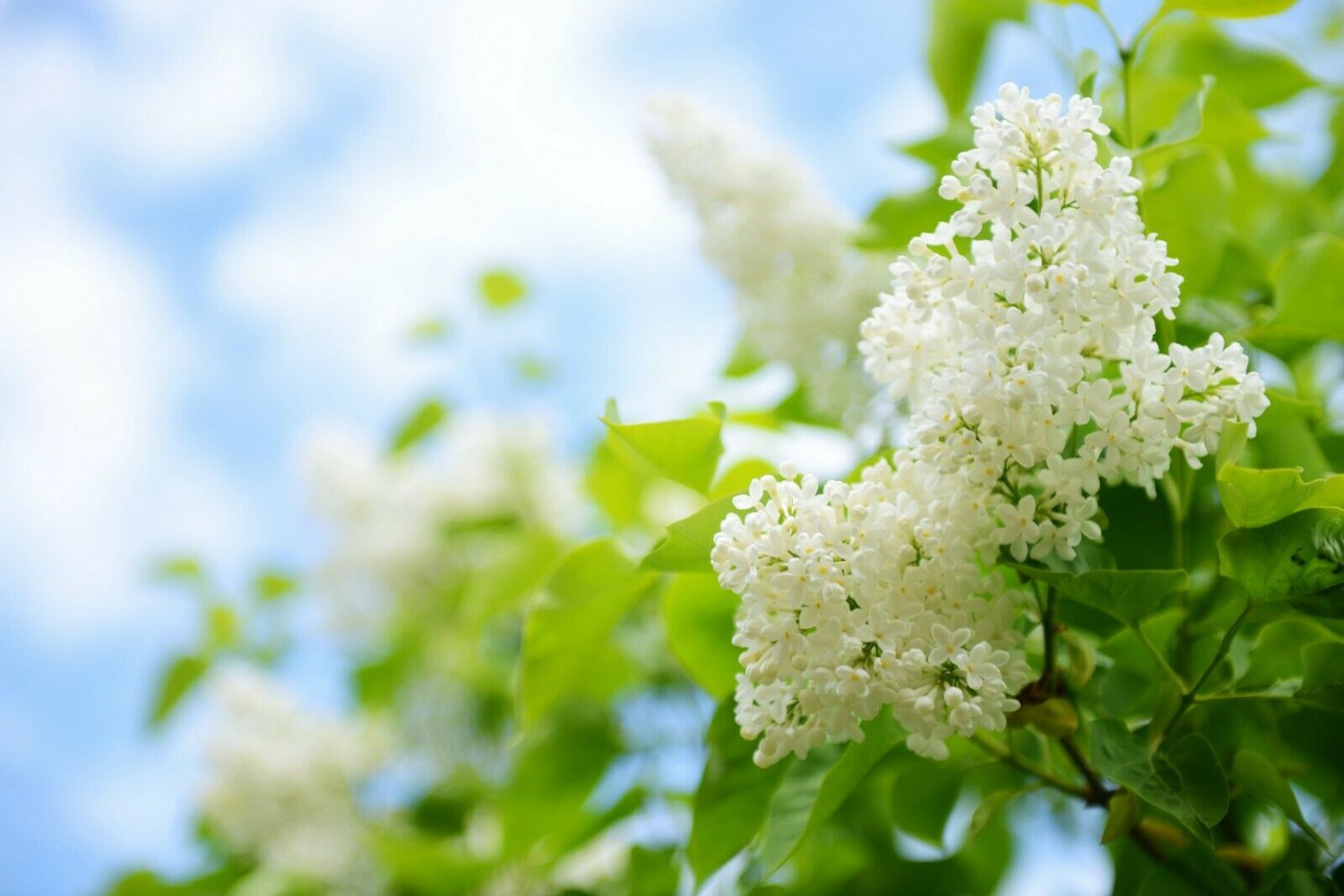 White Lilac Bush Syringa 4pcs White Flower Live Plant Betsy Ross