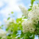 White Lilac Bush Syringa 4pcs White Flower Live Plant Betsy Ross