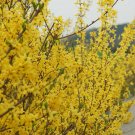 1pcs Flower Forsythia Bush Flower Live Plant