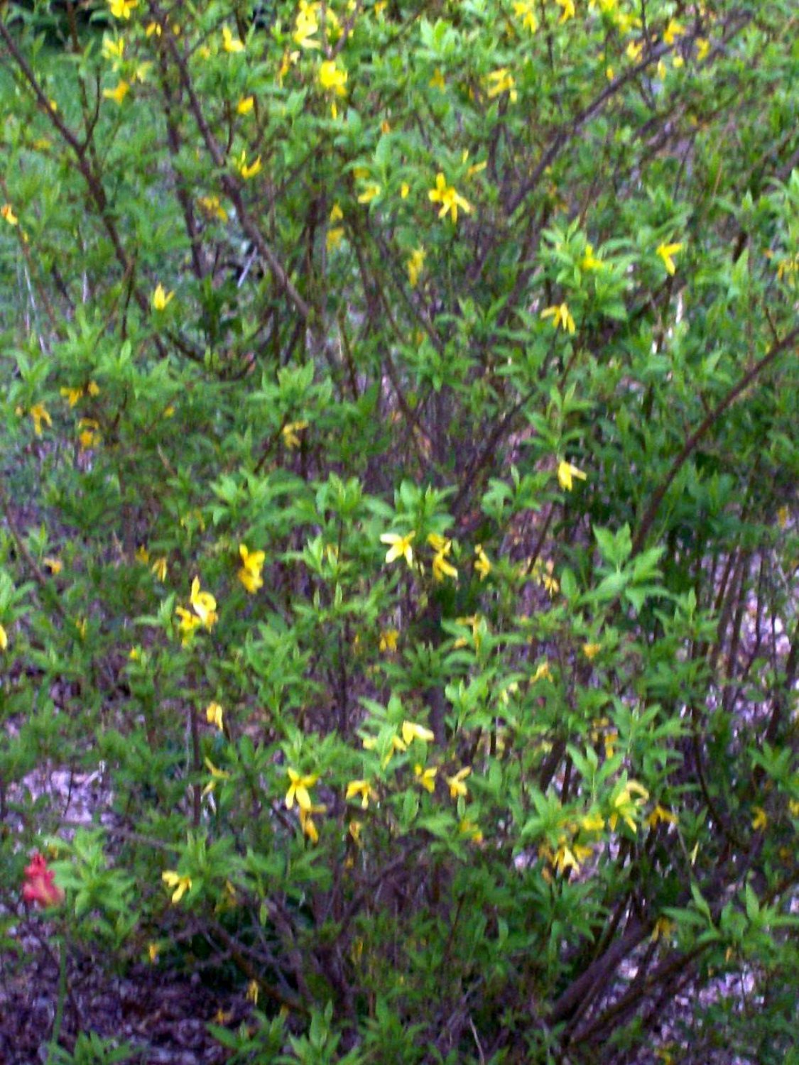Flower Forsythia Yellow 2pcs Bush Flower Live Plant