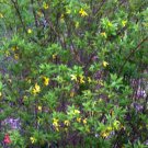 Flower Forsythia Yellow 2pcs Bush Flower Live Plant