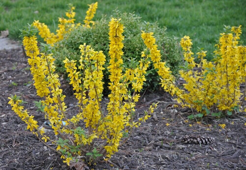 Bush Flower Live Plant Flower Forsythia Yellow 4pcs