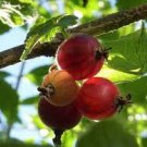Jostberry Orus 8 (Gooseberry/Black Currant Bush Live Plant Fruit Plant