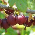 16 Berry/Black Currant Bush Live Plant Fruit Plant Jostberry Orus