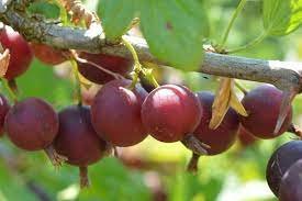 16 Berry/Black Currant Bush Live Plant Fruit Plant Jostberry Orus
