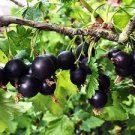 Bush Live Plant Fruit Plant Jostberry Orus 24pcs Gooseberry/Black Currant