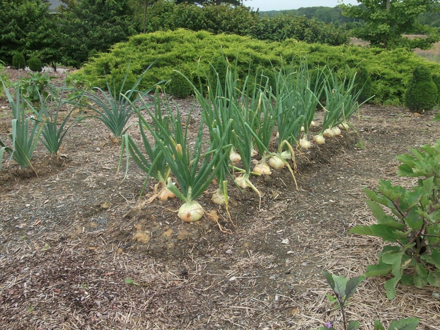 50 Live Plant Vegetable Plant Candy Sweet Onion Bunch