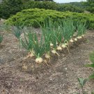 50 Live Plant Vegetable Plant Candy Sweet Onion Bunch