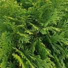 1Pcs Emerald Green Arborvitae Thuja Tree Live Plant