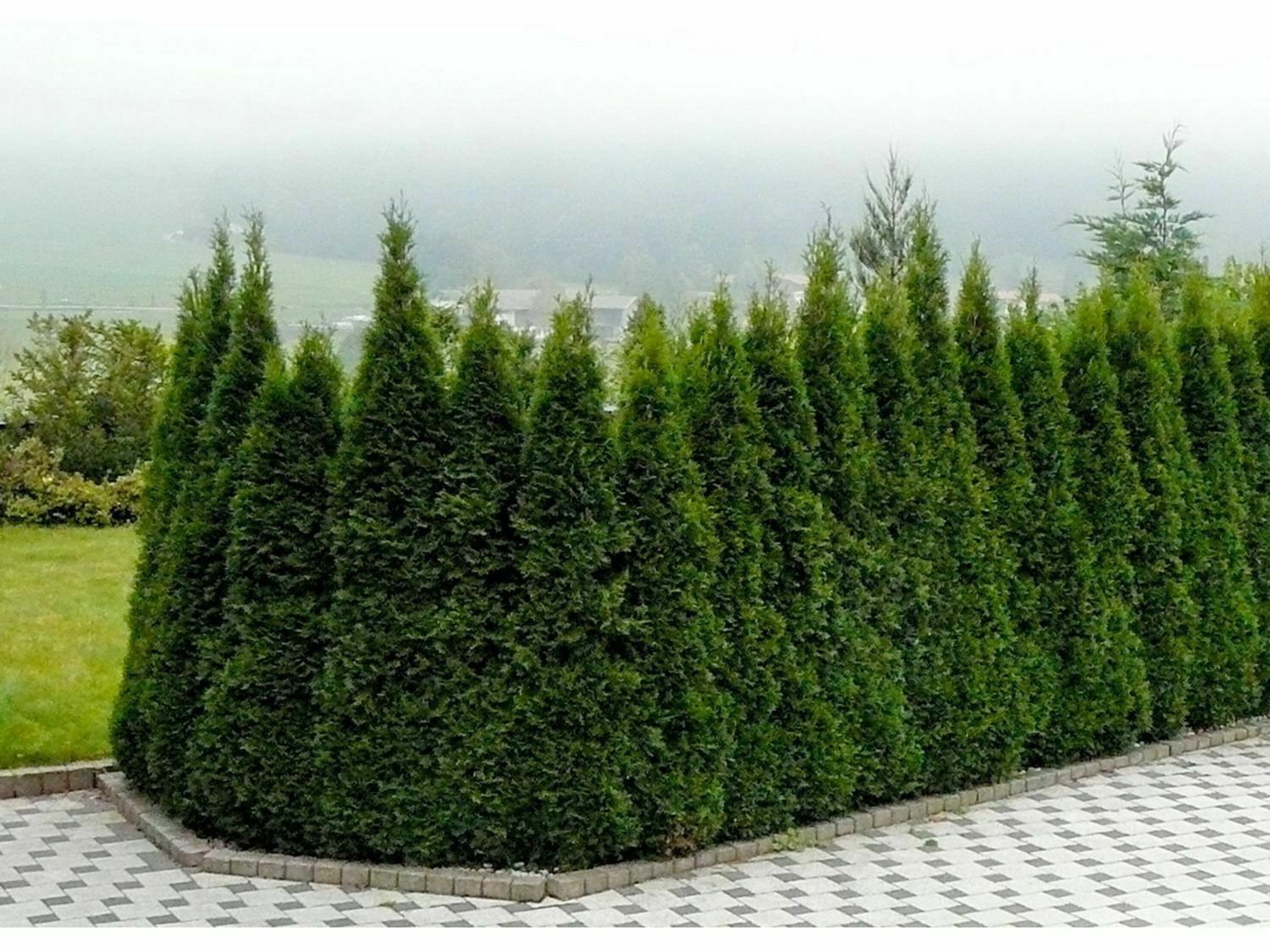 Thuja Tree Live Plant 2Pcs Emerald Green Arborvitae